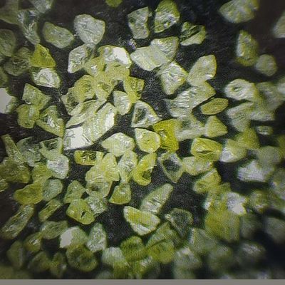 Polvo de diamante dos EUA para polir moldes e desenhar Tc Die Tempo de entrega estimado