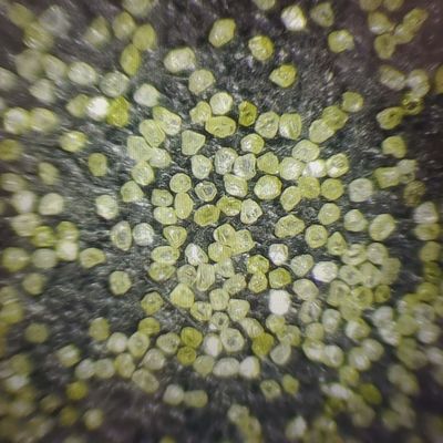 Polvo sintético de moagem de diamantes para polir jóias